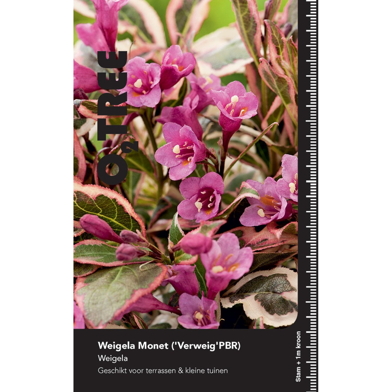 Praktweigela – Weigela florida 'Monet' - 90 CM Stem C10